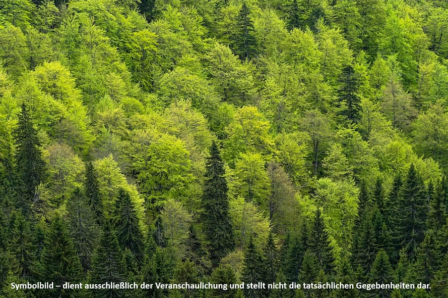 Vendesi bosco 4,5 ettari